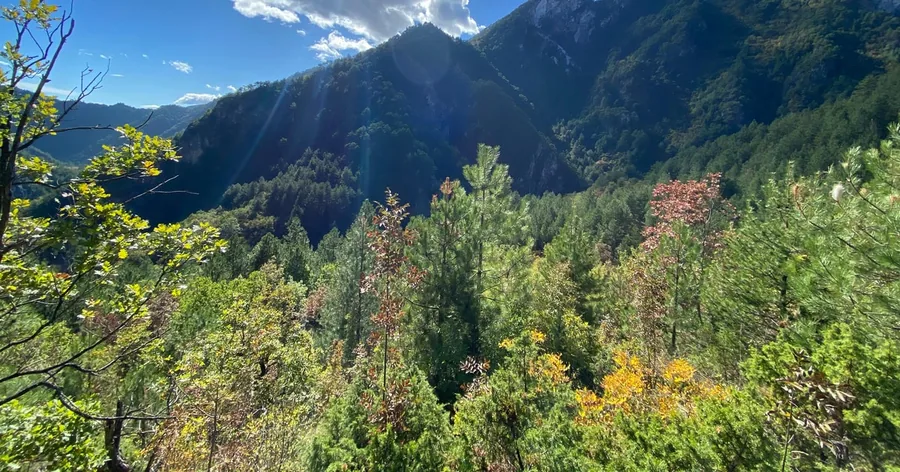 Sunlit pine and beech forest on the lower slopes of the mountain